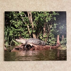 Alligator on a log in a swamp.
